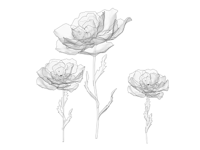 Black and white line art three flowers with detailed petals and stems in sketch style 3d model