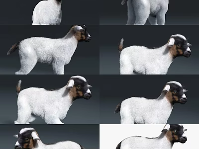White Goat 3D Model Displayed In Multiple Angles And Different Poses 3d model