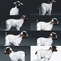 White Goat 3D Model Displayed In Multiple Angles And Different Poses 3d model