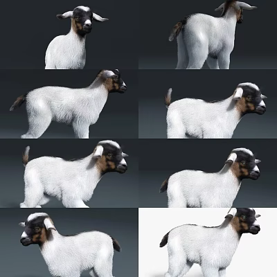 Little Goat Animated Skeleton Lamb Lamb 3d model Little Goat Animated Skeleton Lamb Lamb 3d model