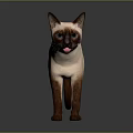 Siamese Cat With Blue Eyes Pointed Coloration Standing On Neutral Background