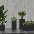 Various Potted Plants in Black Planters Against White Vertical Stripe Wall and Gray Tiled Floor