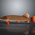 Brown Spotted Pike Fish With Orange Fins And Tail On Gray Background With Reflection
