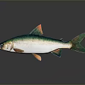 Vibrant Aquatic Fish With Green White Body And Orange Fins On Gray Background
