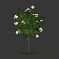 Green Leaf Plant With White Flowers And Root In Soil On Dark Background