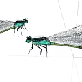 Two Vibrant Green Dragonflies With Transparent Wings On White Background Surface