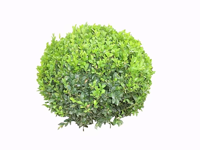 Vibrant Green Round Shrub with Bushy Lush Dense Healthy Foliage Growth 3d model