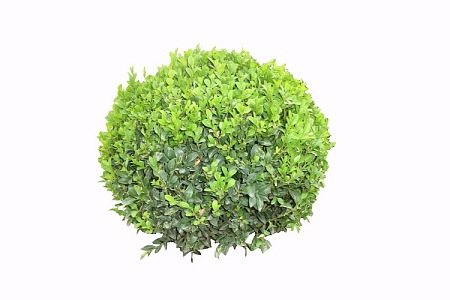 Shrubs 3d model