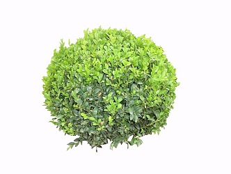 Shrubs 3d model