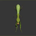 Modern mantis knife-winged insect 3d model