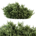 Vibrant Lush Green Evergreen Shrubs With Dense Bushy Foliage For Landscaping