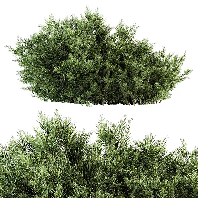 Vibrant Lush Green Evergreen Shrubs With Dense Bushy Foliage For Landscaping 3d model