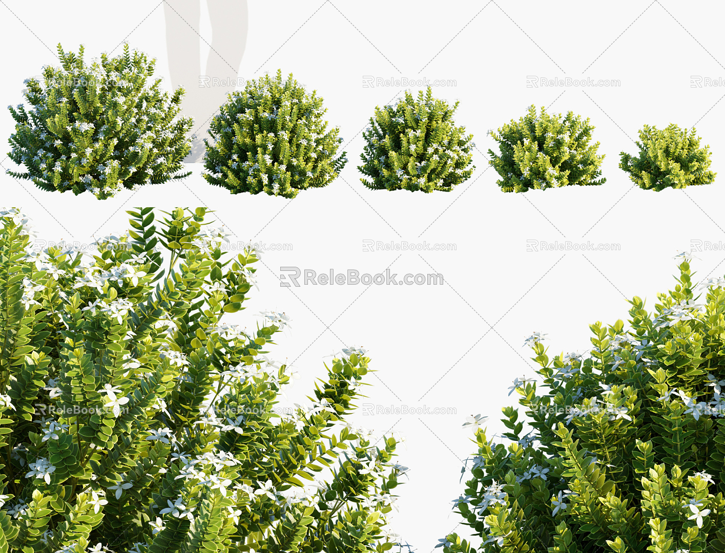 Modern shrubs of the genus Long order flowers model