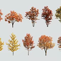 Vibrant Autumn Deciduous Trees with Red Yellow Orange Leaves and Diverse Shapes