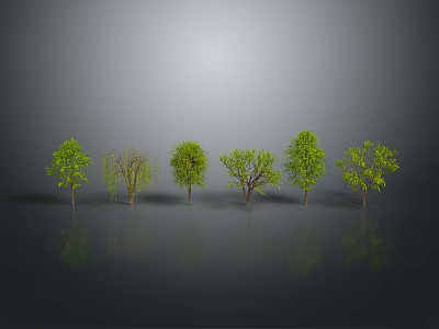 Different Types of Trees with Varied Foliage on Gray Background with Reflections 3d model