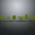 Different Types of Trees with Varied Foliage on Gray Background with Reflections