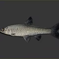 Silver Freshwater Fish with Shiny Scales Dark Fins and Streamlined Body on Neutral Gray Background