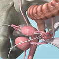 Pelvic Organs 3D Medical Anatomy Illustration Showing Bladder Rectum And Ligaments