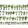 Various Bonsai Potted Plants Collection With Different Green Species And Decorative Pots