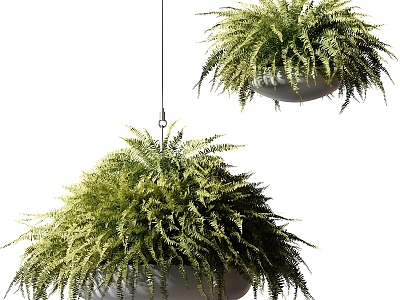 hanging orchid hanging basket hanging green plants 3d model