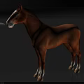 Graceful Brown Horse Standing With White Facial Markings And White Legs In Full Body View