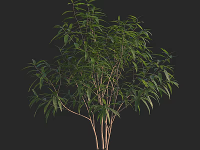 Lush Green Shrub With Multiple Branches And Healthy Foliage In Natural Setting 3d model