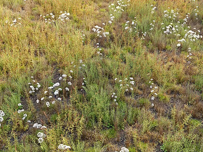 Green And Yellow Herbaceous Plants With White Small Flowers In Grassland 3d model