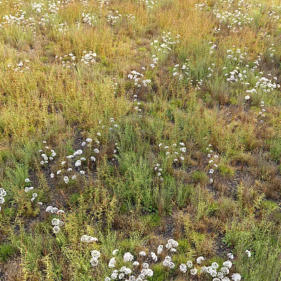 Green And Yellow Herbaceous Plants With White Small Flowers In Grassland 3d model