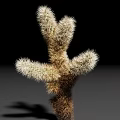 Fuzzy Succulent Plant with Multiple Branches and Spiny Stems on Black Background