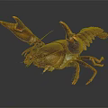 Vibrant Freshwater Crayfish Displaying Claws And Segmented Body On Dark Background