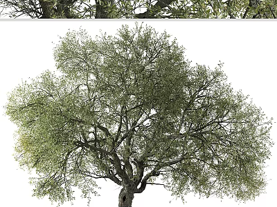 Tall Arbor with Lush Green Foliage and Strong Wooden Trunk in Natural Scene 3d model