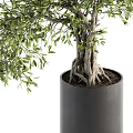 Lush Green Bonsai Plant With Exposed Roots In Black Cylindrical Pot