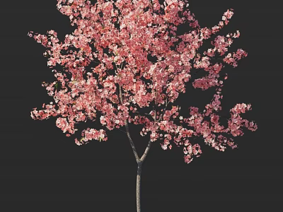 Stunning Vibrant Blooming Tree With Lush Pink Flowers Against Black Background 3d model