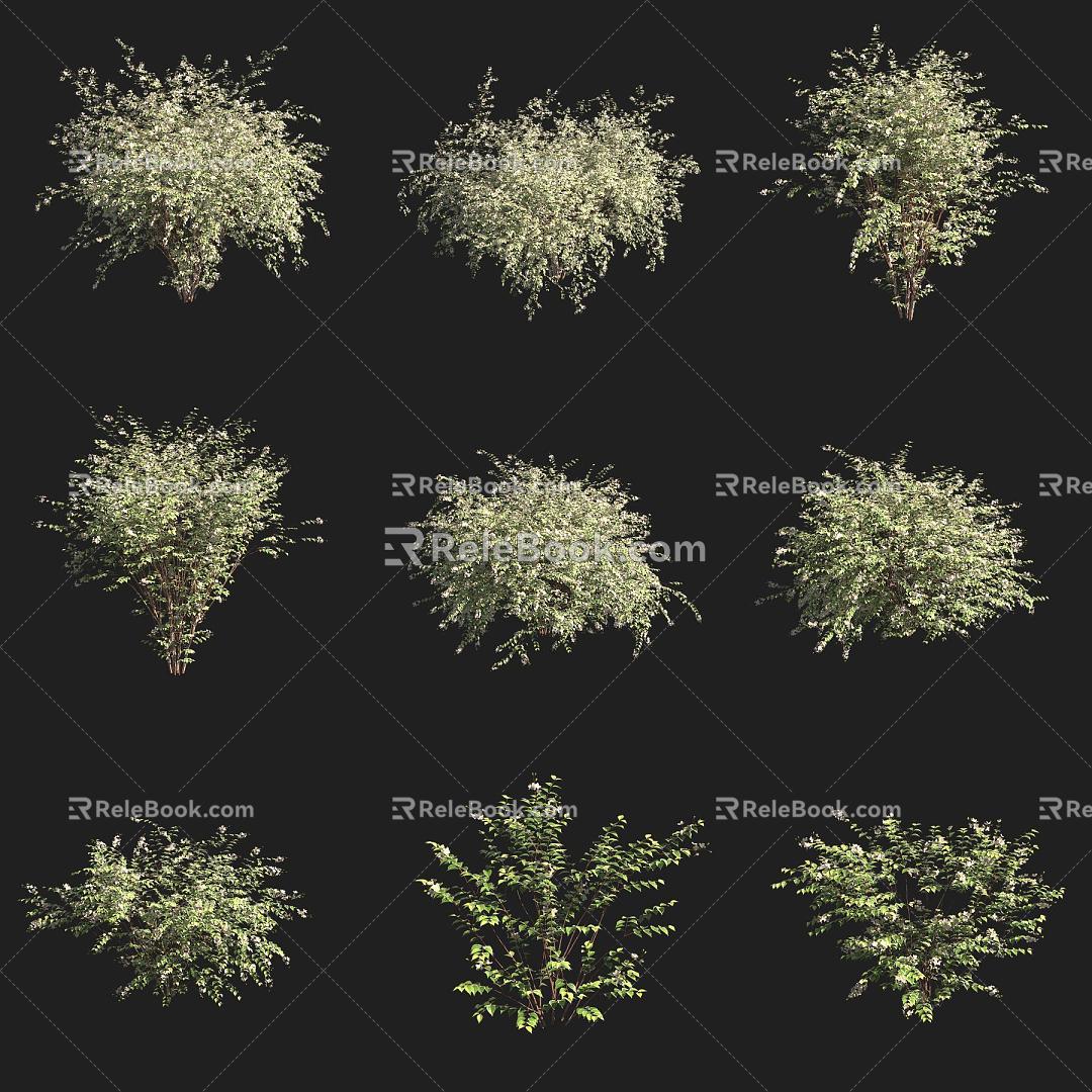 Western Plum Blossom Shrub 3d model