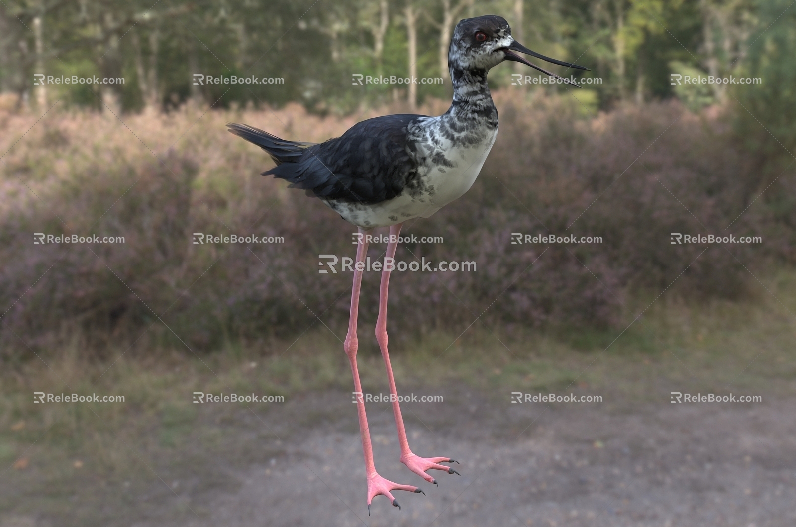 Modern long-legged sandpiper animal creature 3d model