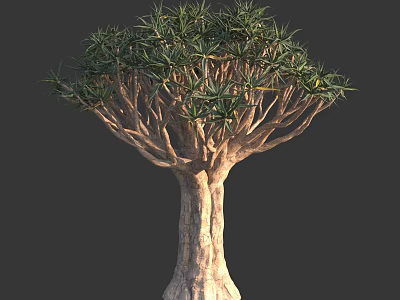 Unique Dragon Blood Tree With Thick Trunk And Umbrella Shaped Branches 3d model