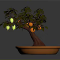 Potted Fruit Tree With Green And Orange Fruits In Orange Planter