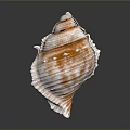 Conch Marine Animal With Spiral Shell Featuring Textured Surface And Orange White Patterns 3d model