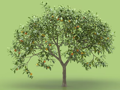 Healthy Orange Tree With Lush Green Leaves And Ripe Orange Fruits 3d model
