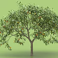 Healthy Orange Tree With Lush Green Leaves And Ripe Orange Fruits