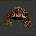 Brown Toad With Rough Skin And Red Spots On Dark Gray Background 3d model