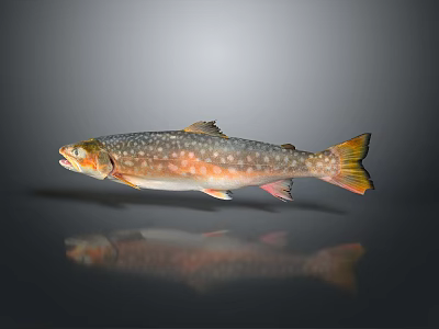 Detailed Aquatic Trout Fish With Spotted Silver Orange Yellow Scales And Reflection On Gray Background 3d model