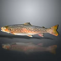 Detailed Aquatic Trout Fish With Spotted Silver Orange Yellow Scales And Reflection On Gray Background