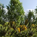 Diverse Garden Shrubs With Green And Yellow Foliage In Landscaped Outdoor Space