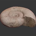 Ammonite Fossil Spiral Shell With Organ Like Structure And Hair Like Texture