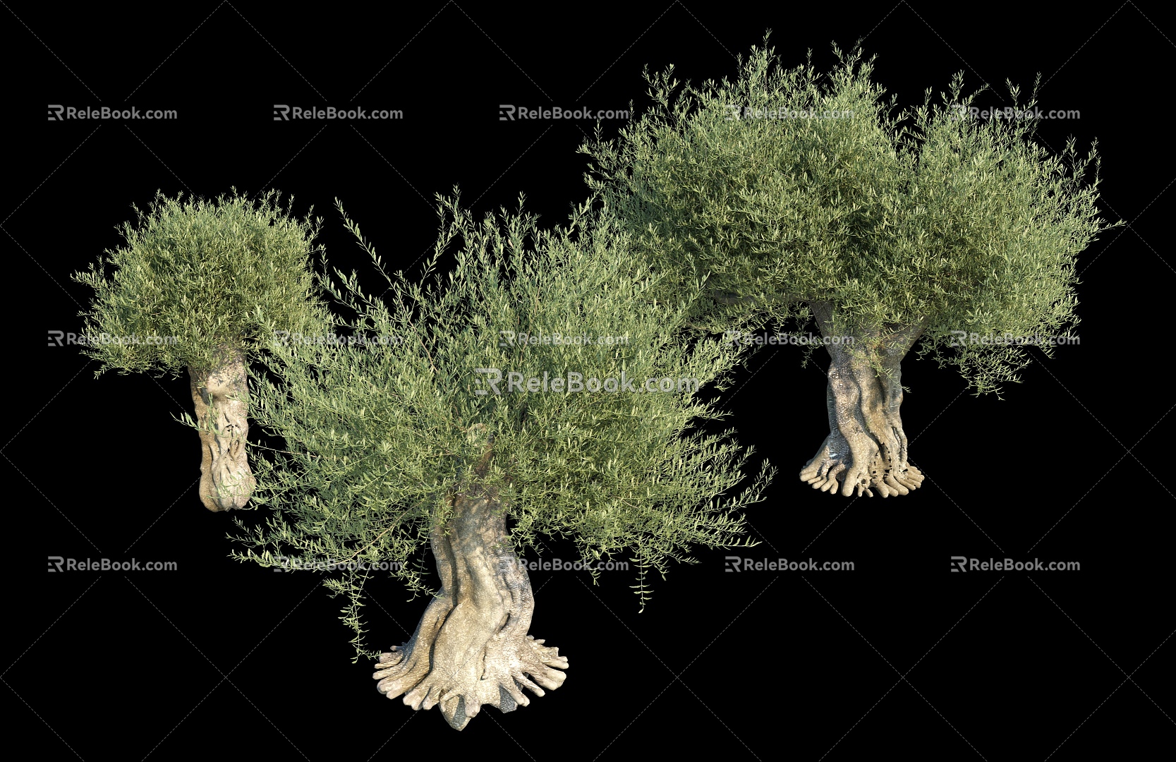 Oil Olive Tree Sweet Olive Sweet Olive Sweet Olive Sweet Olive Banyan Ancient Tree 3d model