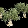 Oil Olive Tree Sweet Olive Sweet Olive Sweet Olive Sweet Olive Banyan Ancient Tree 3d model