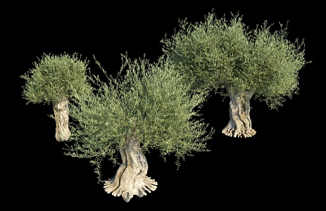 Oil Olive Tree Sweet Olive Sweet Olive Sweet Olive Sweet Olive Banyan Ancient Tree 3d model