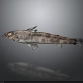 Fresh Gray And White Spotted Fish On Dark Background With Reflection