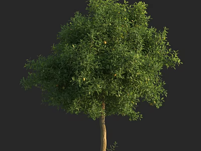 Lush Green Arbor With Dense Foliage And Yellow Fruits On Brown Trunk 3d model